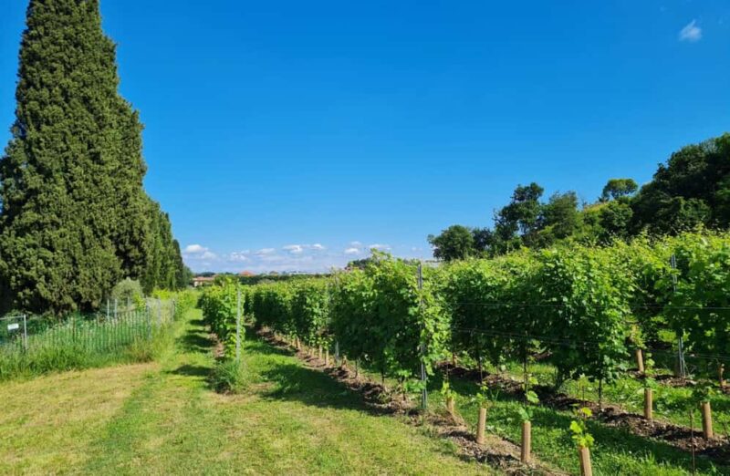 Salò: Winery Tour with Wine and Food Tasting near Lake Garda - Accessibility and Practical Details