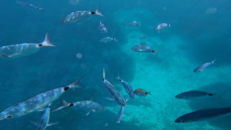 Salou: Private Zodiac Boat Trip Through the Coves of Salou - Optional Extras for an Even More Memorable Experience