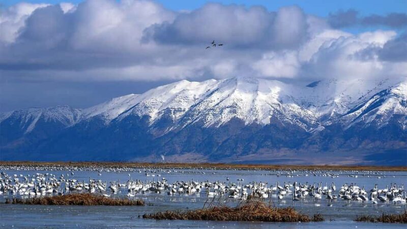 Salt Lake City: 3-Day Yellowstone Winter Wildlife Tour - Experience and Guide Quality