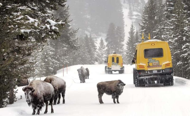 Salt Lake City: 4-Day Yellowstone & Grand Teton Winter Tour - Starting in Salt Lake City with Flexible Half-Day Options