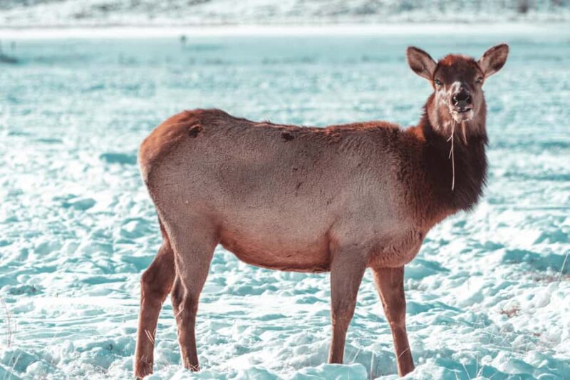 Salt Lake City: 4-Day Yellowstone & Grand Teton Winter Tour - Relaxing in Lava Hot Springs Before Returning to Salt Lake City