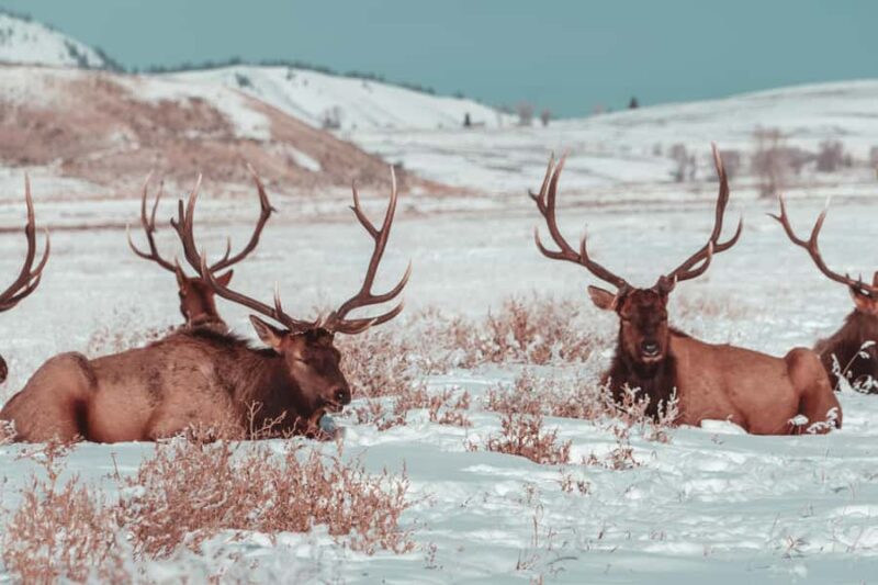 Salt Lake City: 4-Day Yellowstone & Grand Teton Winter Tour - Salt Lake City: 4-Day Yellowstone & Grand Teton Winter Tour (in Summary)