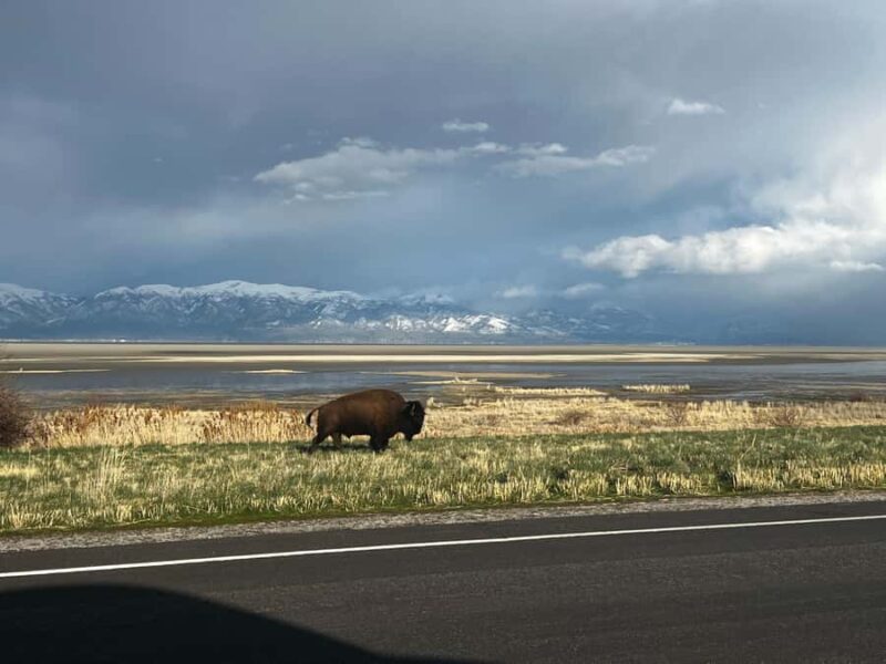 Salt Lake City: Antelope Island Private Tour with Pickup - Discover Antelope Island’s Stunning Vistas and Wildlife