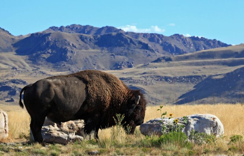 Salt Lake City: Great Salt Lake Antelope Island Guided Tour - Why This Tour Offers Good Value