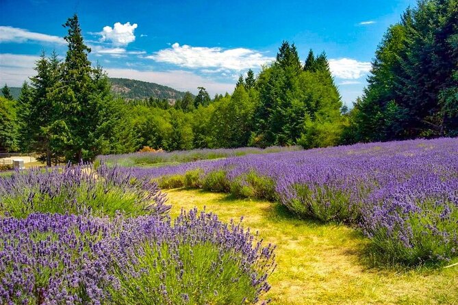 Salt Spring Island "Artisan Trail" Hop On Hop Off Tour! - Garry Oaks Estate Winery: Award-Winning Wines