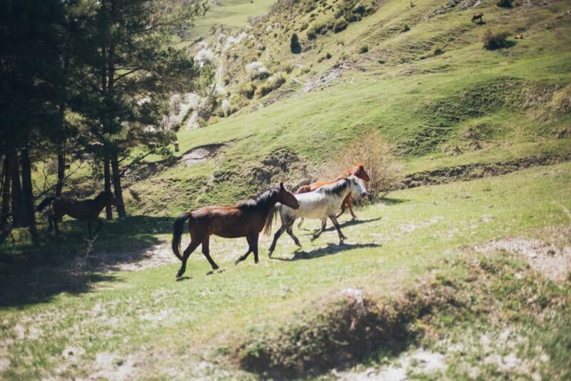 Samegrelo, Georgia: A 4-Hour Horseback Adventure - Key Points
