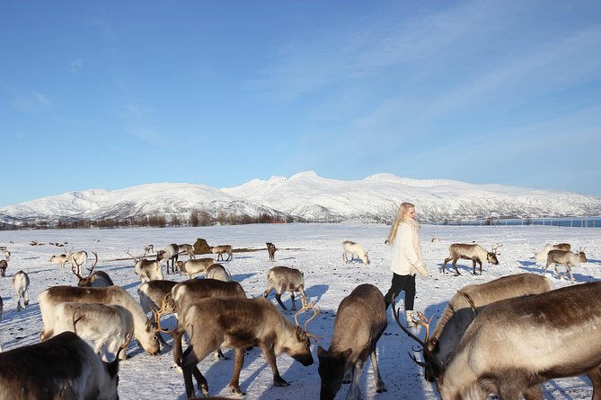 Sami Culture and Short Reindeer Sledding from Tromso - The Short Reindeer Sleigh Ride and Scenic Views