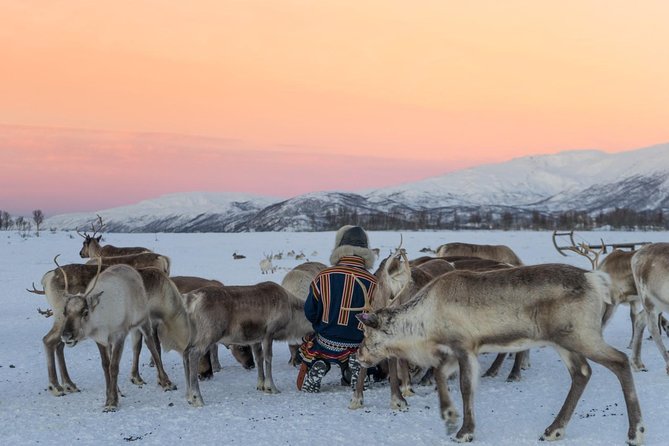 Sami Culture and Short Reindeer Sledding from Tromso - Logistics: Transfers, Group Size, and Practical Tips
