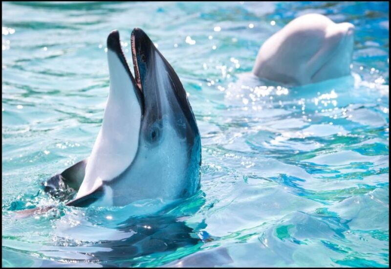 San Antonio: SeaWorld Skip-the-Line Park Admission Ticket - Planning Your Visit and Ticket Flexibility