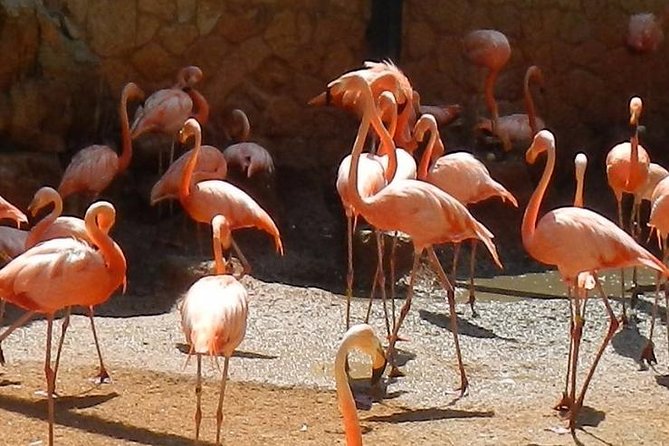 San Antonio Zoo General Admission Ticket - Location and Access at San Antonio Zoo