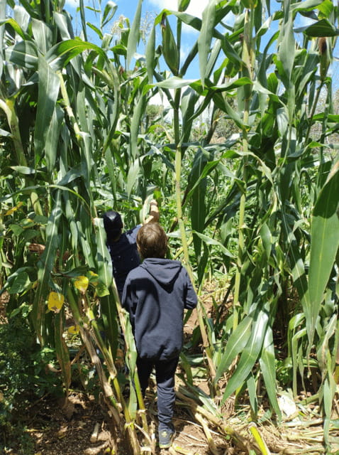San Cristobal: Huixtan Adventure with Traditional Activities - Visiting Cruzton’s Traditional Posh Distillery in the Morning
