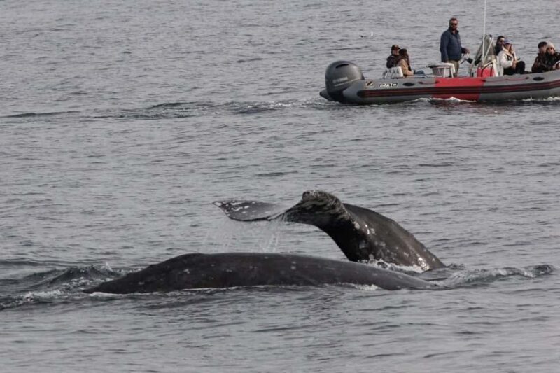 San Diego: 3 Hour Whale Watching Cruise - Expert Guides Share Knowledge and Stories
