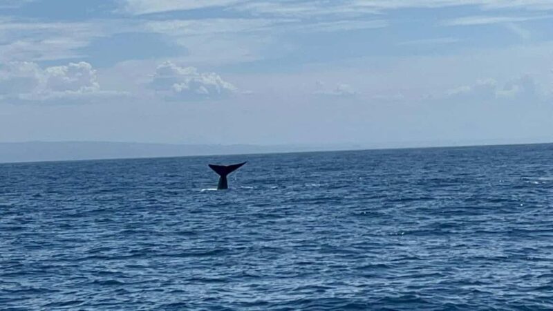 San Diego: 3 Hour Whale Watching Cruise - Seasonality and the Best Time to Spot Whales