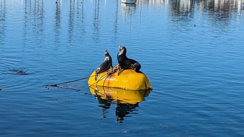 San Diego: 3 Hour Whale Watching Cruise - Practical Tips for a Comfortable Trip