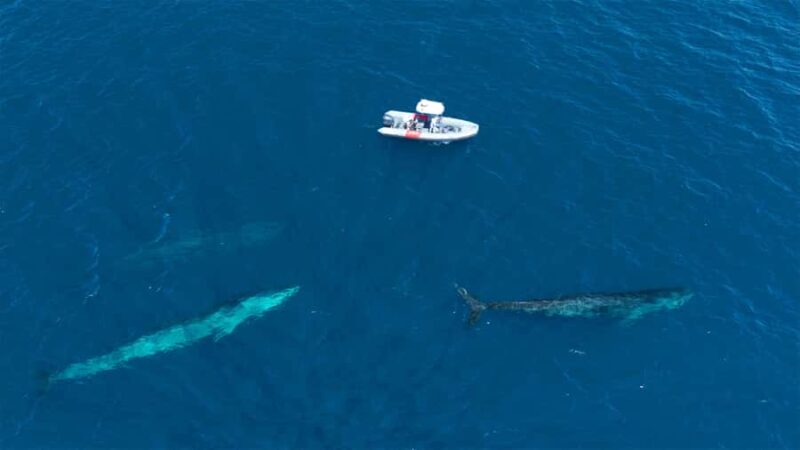 San Diego: Blue Whale Watching Expedition - Discover Marine Majesty with the San Diego Blue Whale Watching Expedition