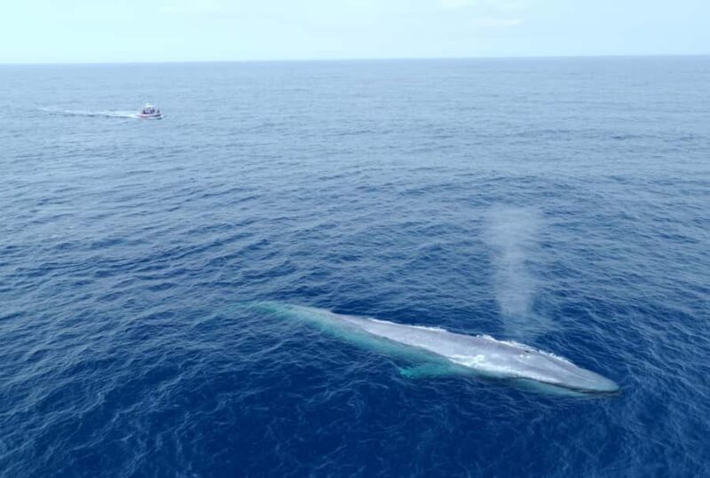 San Diego: Blue Whale Watching Expedition - Key Points