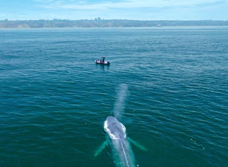 San Diego: Blue Whale Watching Expedition - The Unique Design of the Premium Zodiac Boat