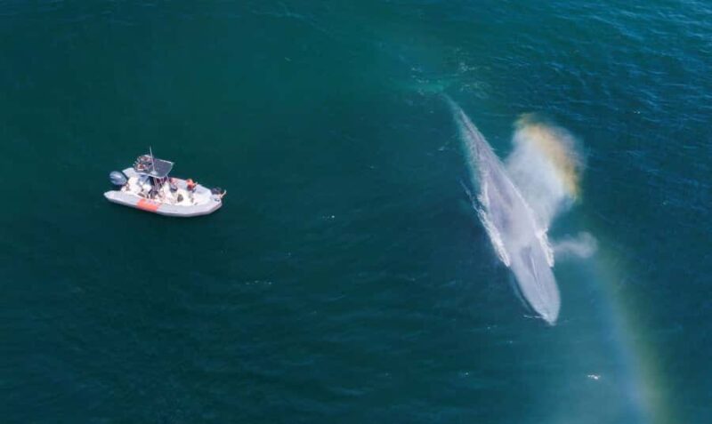 San Diego: Blue Whale Watching Expedition - Peak Blue Whale Season and Marine Encounters