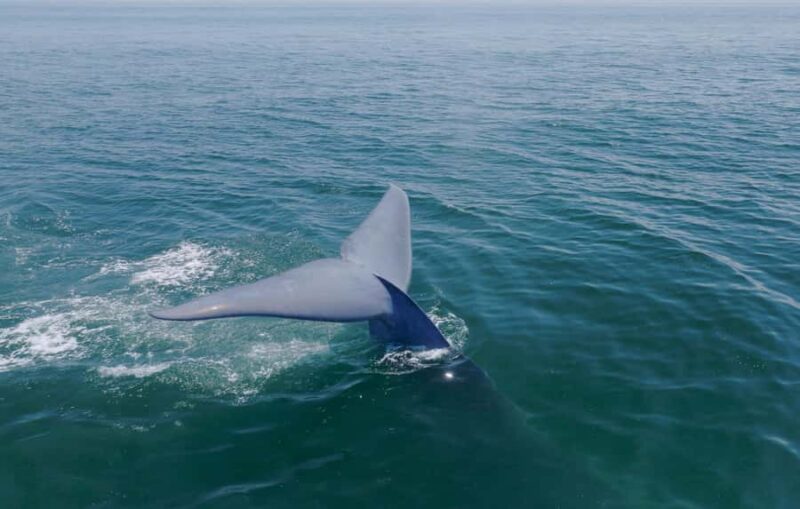 San Diego: Blue Whale Watching Expedition - Wildlife Sightings and Marine Biodiversity