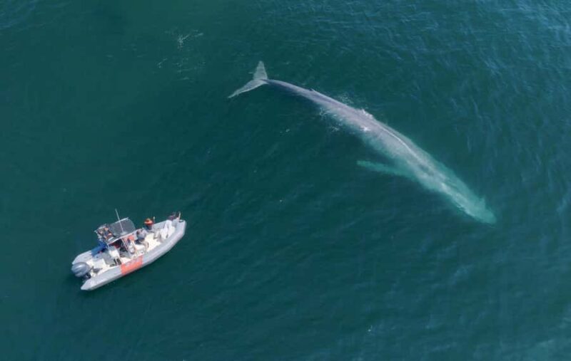 San Diego: Blue Whale Watching Expedition - Practical Tips for a Successful Trip