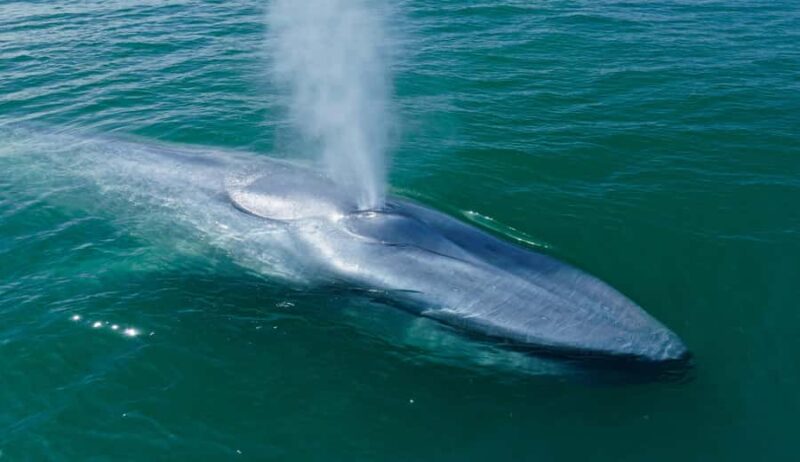San Diego: Blue Whale Watching Expedition - Logistics and Booking Flexibility