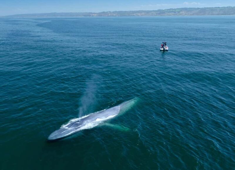 San Diego: Blue Whale Watching Expedition - The Experience Provider and Customer Satisfaction