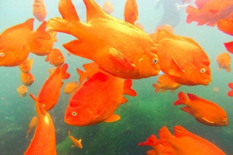 San Diego: La Jolla Cove Guided Snorkeling Tour - Meeting Point at La Jolla Cove: Easy and Scenic