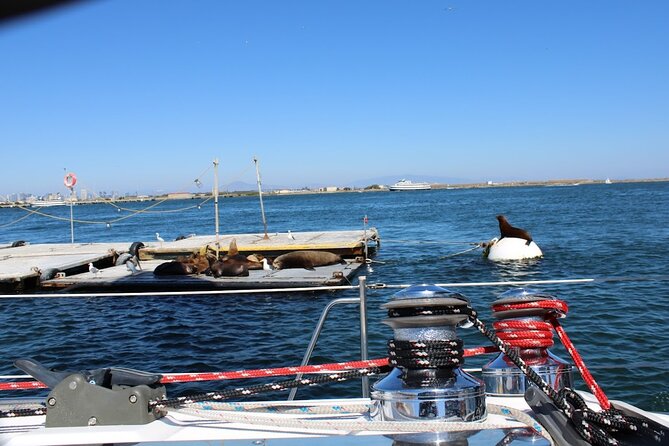 San Diego Private Morning Sail up to 12 guests - Wildlife Encounters at Point Loma