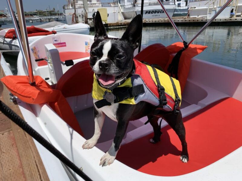 San Diego: San Diego Bay Dog-Friendly Eco Pedal Boat Rentals - Flexibility with Reservations and Cancellation Policies