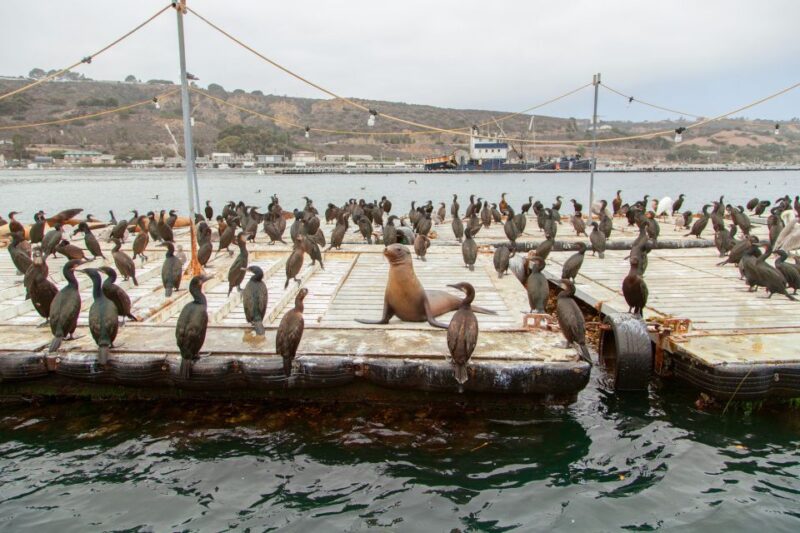 San Diego: SEAL City Tour by Amphibious Bus - Wildlife Encounters and Seal Viewing at Shelter Island