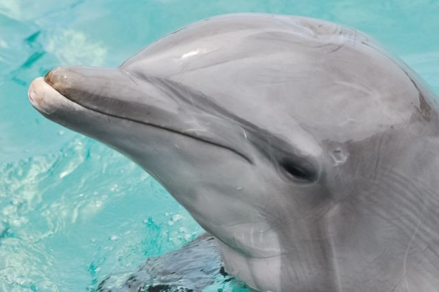 San Diego: SeaWorld Skip-the-Line Park Admission Ticket - Final Thoughts on the SeaWorld San Diego Ticket