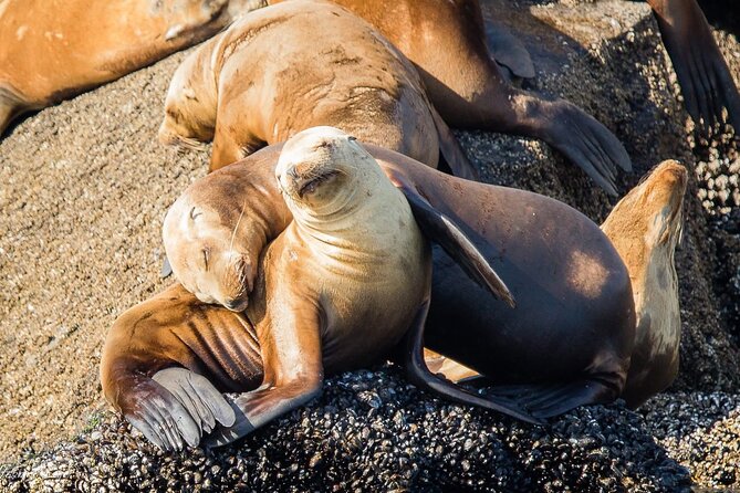 San Diego Whale/Dolphin Watching Cruise Aboard Luxury Vessel - The Role of Expert Guides and Naturalists