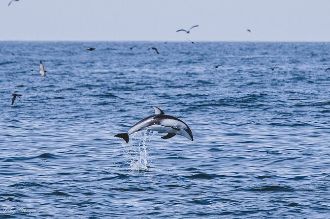San Diego Whale/Dolphin Watching Cruise Aboard Luxury Vessel - What Sets This Tour Apart