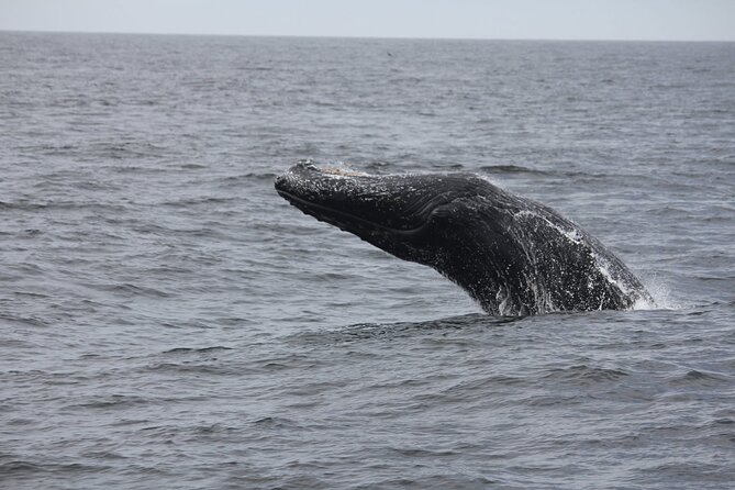 San Diego Whale/Dolphin Watching Cruise Aboard Luxury Vessel - Final Thoughts on the San Diego Whale/Dolphin Watching Cruise