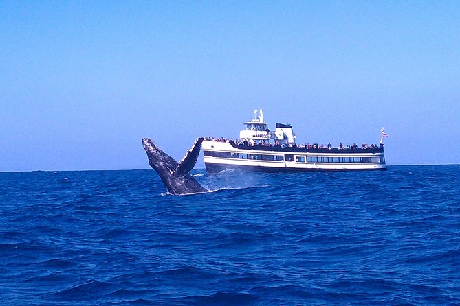 San Diego Whale Watching Cruise - San Diego Whale Watching Cruise: An Accessible Marine Adventure
