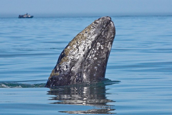 San Diego Whale Watching Cruise - Key Points