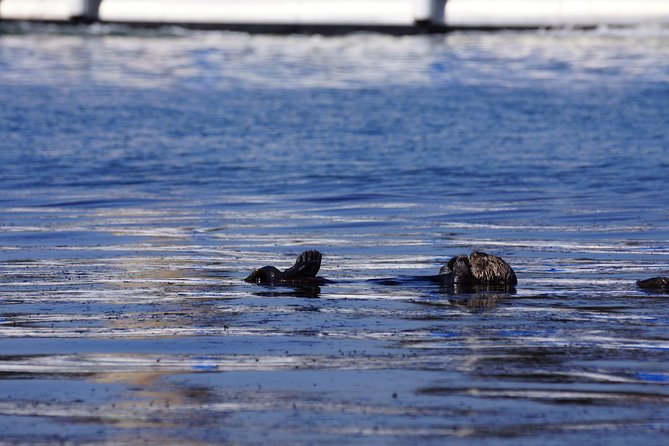 San Diego Whale Watching Cruise - Discover the Unique Charm of the San Diego Whale Watching Cruise