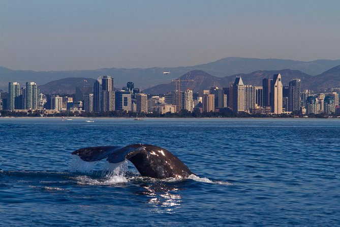 San Diego Whale Watching Cruise - Key Points