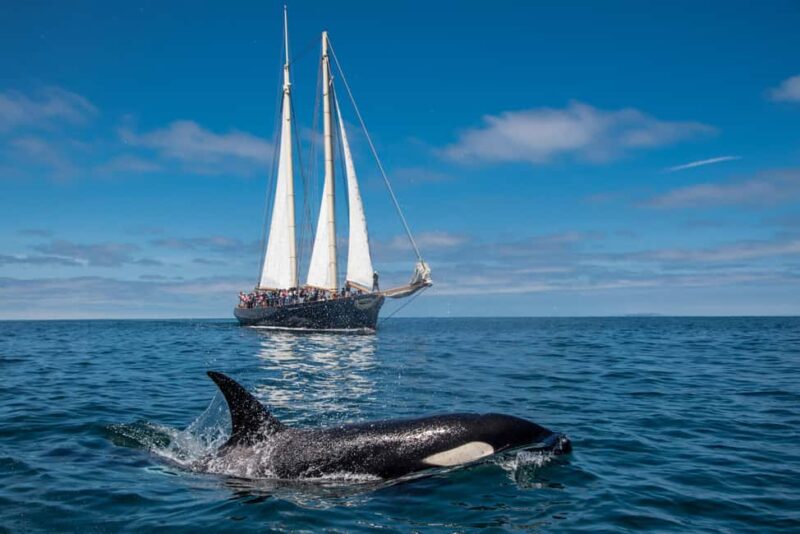 San Diego: Whale Watching Cruise on the Yacht America - What the Yacht America Offers: Comfort and Stability