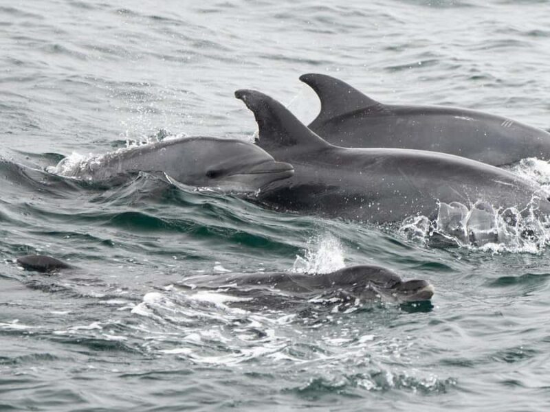 San Diego: Whale Watching & Dolphin Cruise - Discover the Best of San Diegos Marine Wildlife with a 3-Hour Whale and Dolphin Cruise