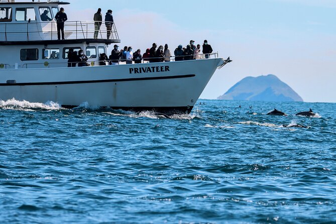 San Diego Whale Watching Tour - Exciting Marine Encounters with a 2-3 Hour Whale Watching Cruise in San Diego
