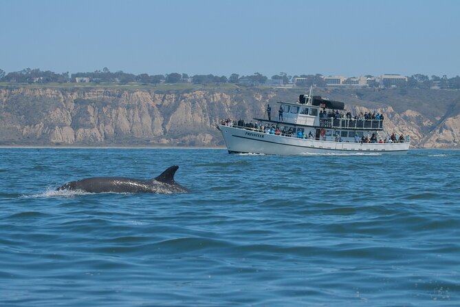 San Diego Whale Watching Tour - Capturing the Wildlife: Sightings and Photos