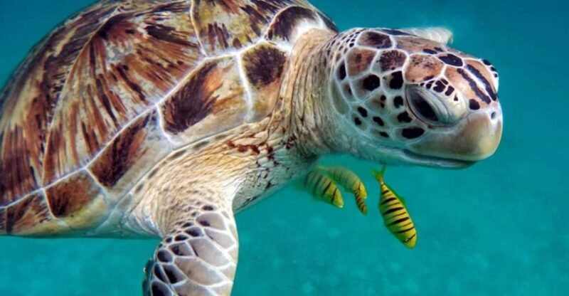 San Domino, Tremiti: guided snorkeling tour - San Domino, Tremiti: Guided Snorkeling Tour in Italys Apulia Region