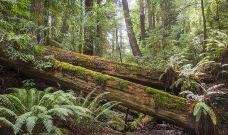 San Francisco: 5-Day California Coast, Vineyards & Wine Tour - Sunset & Stargazing on the Bioluminescent Kayak Tour in Tomales Bay