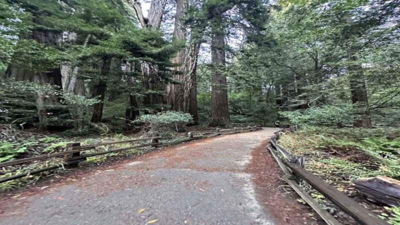 San Francisco: Alcatraz, Muir Woods and Sausalito Day Tour - Key Points