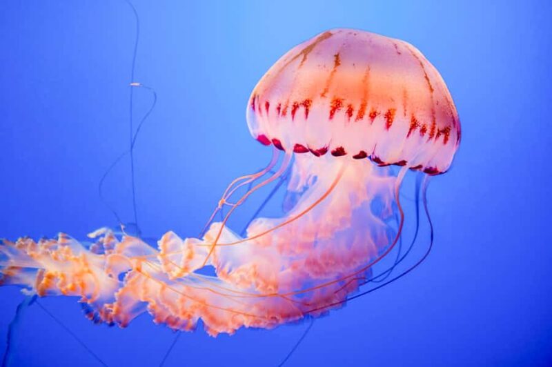 San Francisco: Alcatraz, Muir Woods & Sausalito 2-Day Tour - Final Thoughts on the San Francisco: Alcatraz, Muir Woods & Sausalito Tour