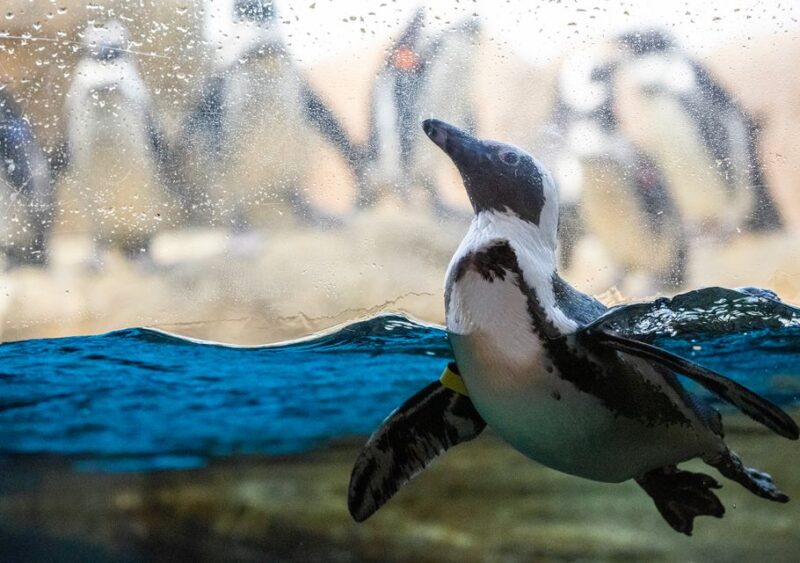 San Francisco: California Academy of Sciences Entry Ticket - The Experience for Different Visitors