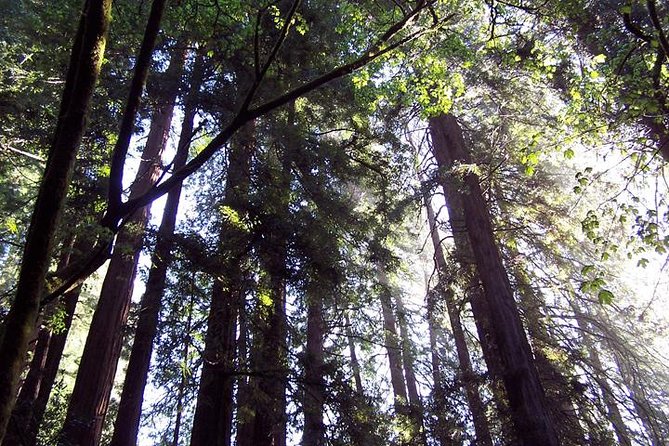 San Francisco: Coastal Redwoods Tour and Hop-on Hop-off Bus Tour - Exploring Muir Woods’ Ancient Coastal Redwoods
