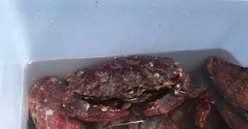 San Francisco: Crab & Cook under the Golden Gate Bridge - Equipment and Practical Details for the Crabbing Class