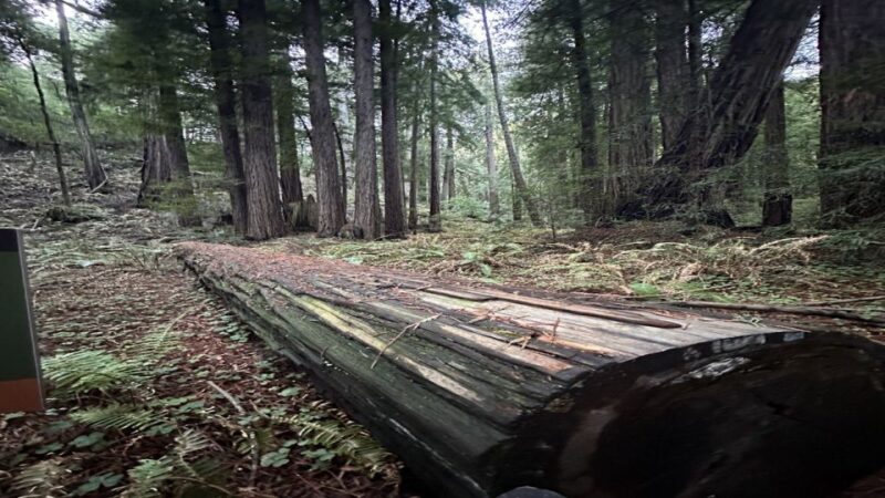 San Francisco: Full-Day City Tour w/ Muir Woods & Sausalito - Visiting Muir Woods: Among the Tallest Trees on Earth